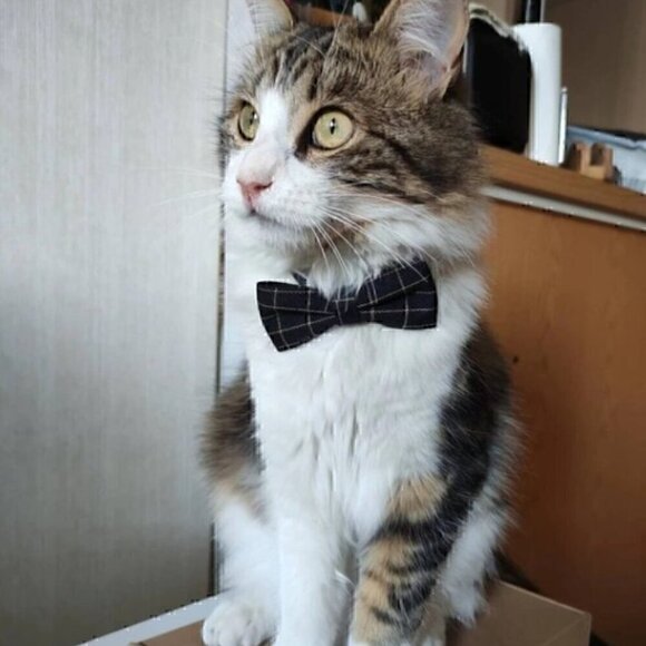 🍒 Gentleman's Plaid Bow or Tie Collar - Picture 8 of 9